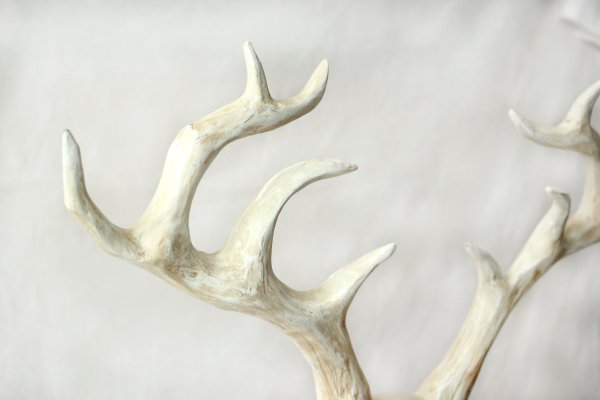 Олень с белыми рогами