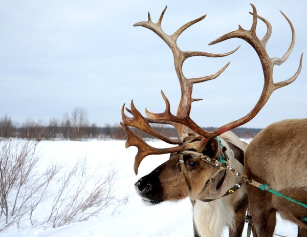 Рога "Северный олень"