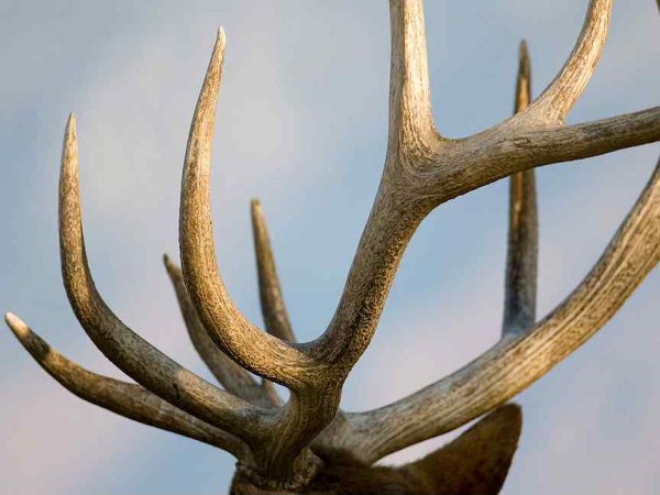 Оленьи рога сбоку
