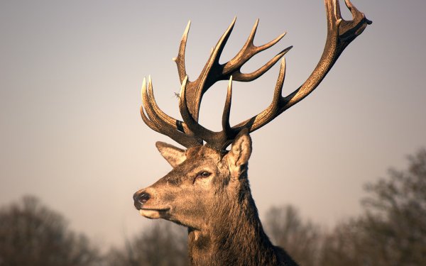 Рога олененка