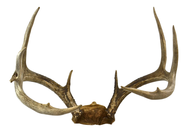 Оленьи рога для фотошопа