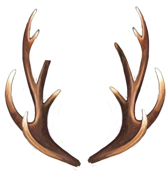 Рога молодых оленей