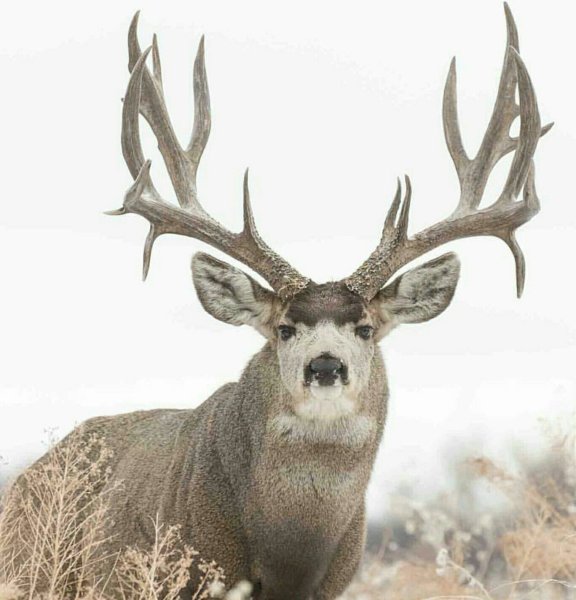 Олень с солнцем в рогах