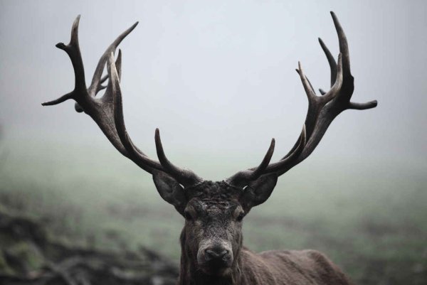 Панты пятнистого оленя