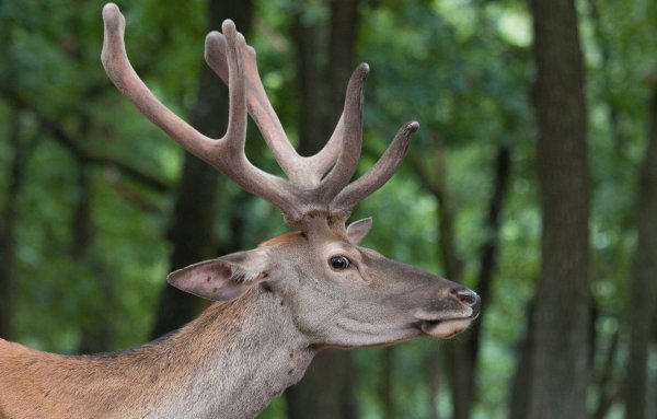 Новогодний олень арт