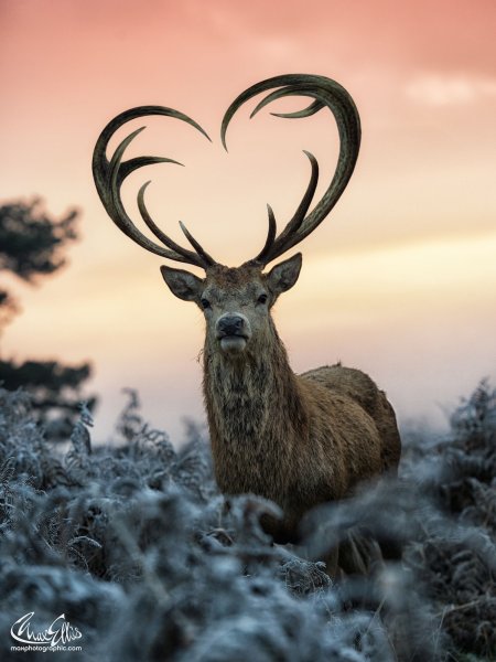 Бараньи рога рисунок