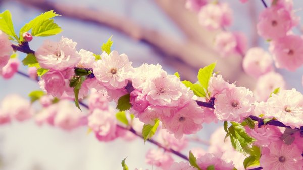 Sakura валлпаперс