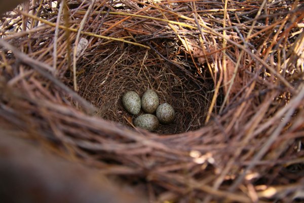 Nest гнездо