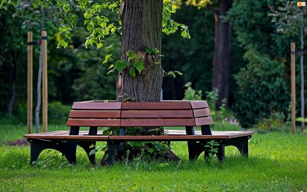 Hyde Park лавочки