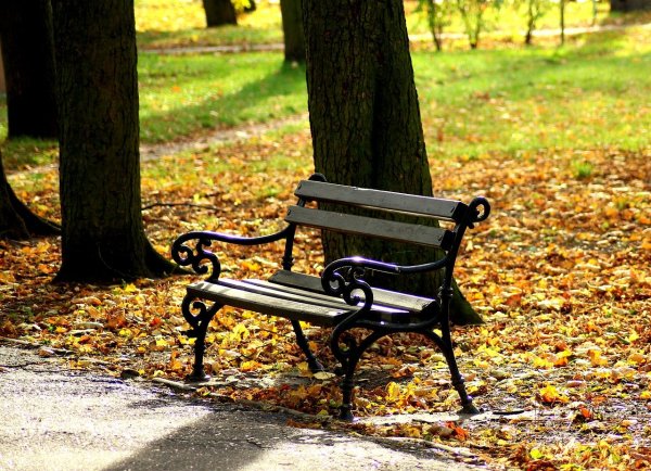 Лавочка в цветах летом