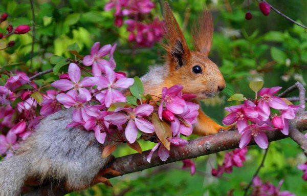 Красивая природа с животными