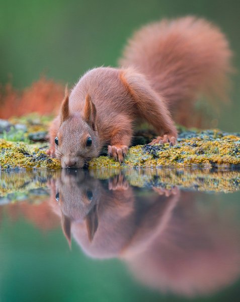 Природа и животные
