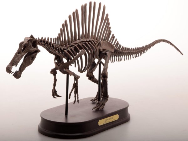 Spinosaurus 2020 скелет