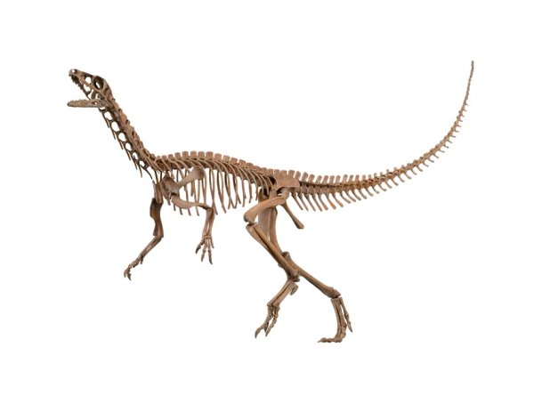 Eoraptor Lunensis