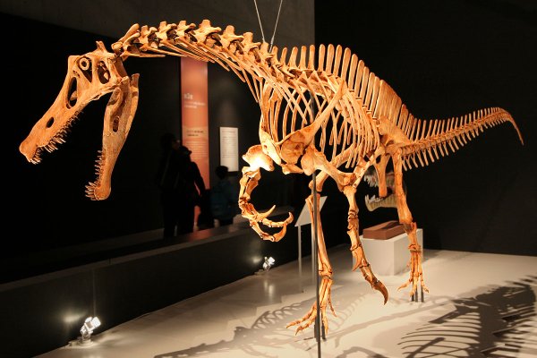 Herrerasaurus скелет