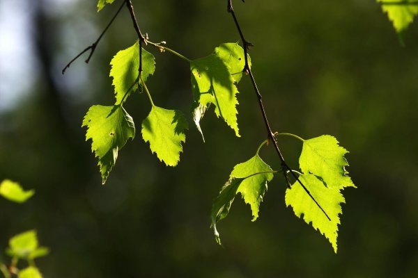Betula лист