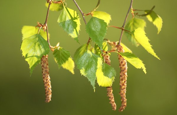 Birch catkins