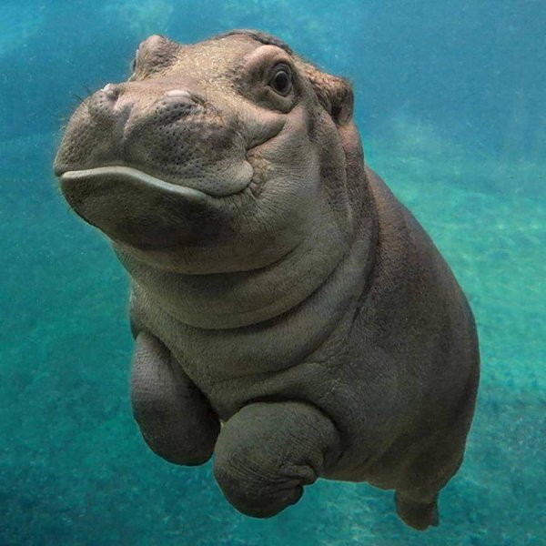 Бегемот Hippo