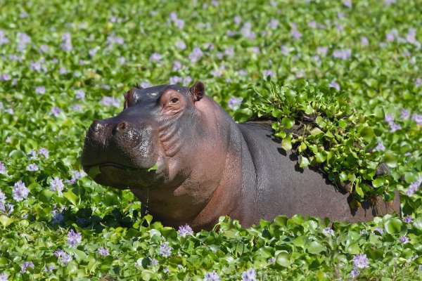 Hippopotamus amphibius