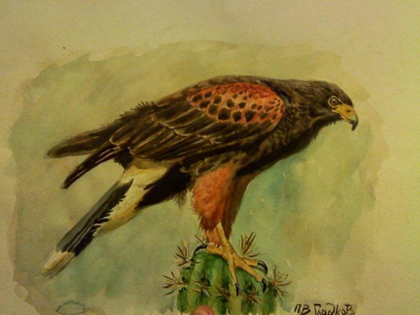 Финист Ясный Сокол арты