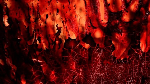 Blood Cells эритроциты