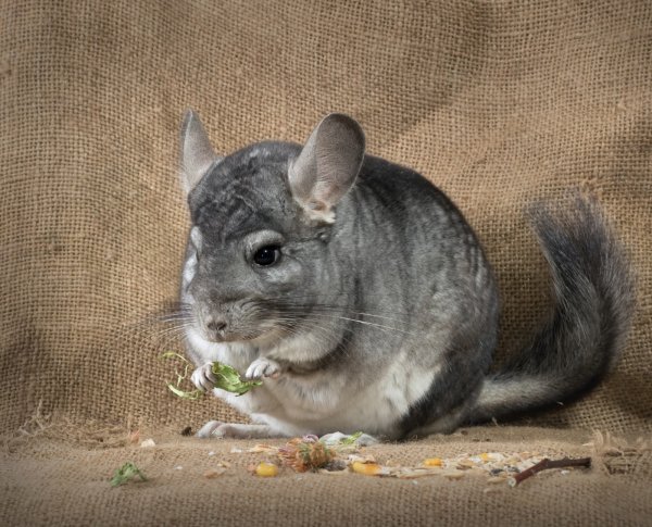 Пепельная шиншилла