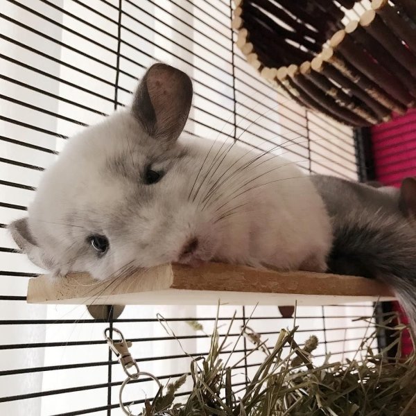 Малая длиннохвостая шиншилла