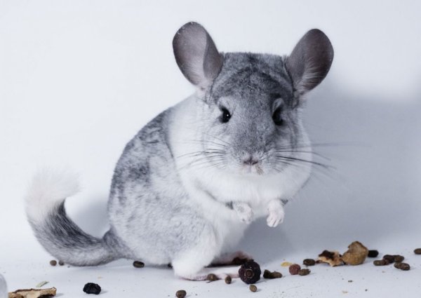 Малая длиннохвостая шиншилла