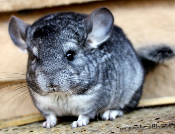 Длиннохвостая шиншилла