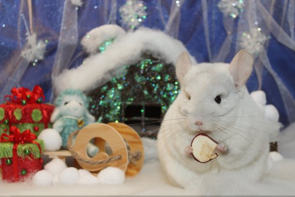 Шиншилла новый год