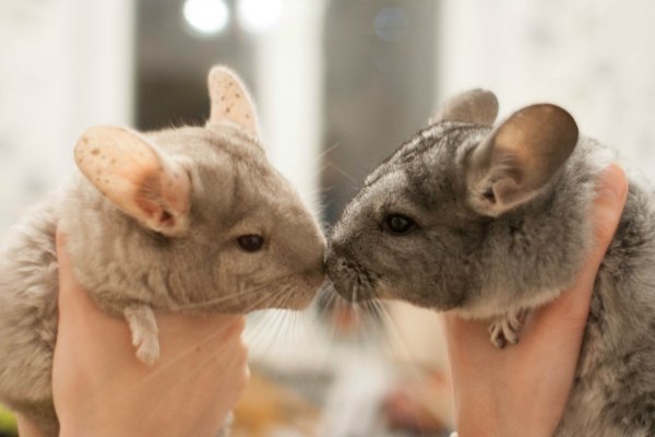 Шиншилла Южная Америка