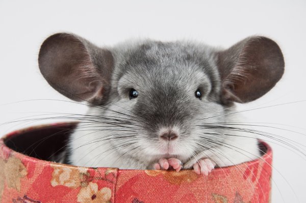 Шиншилла длинноухая