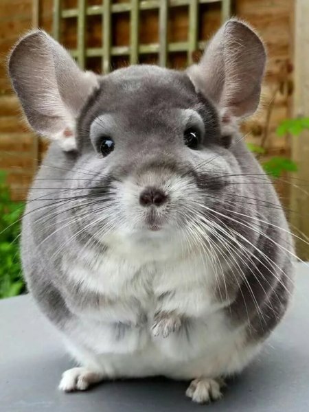 Длиннохвостая шиншилла