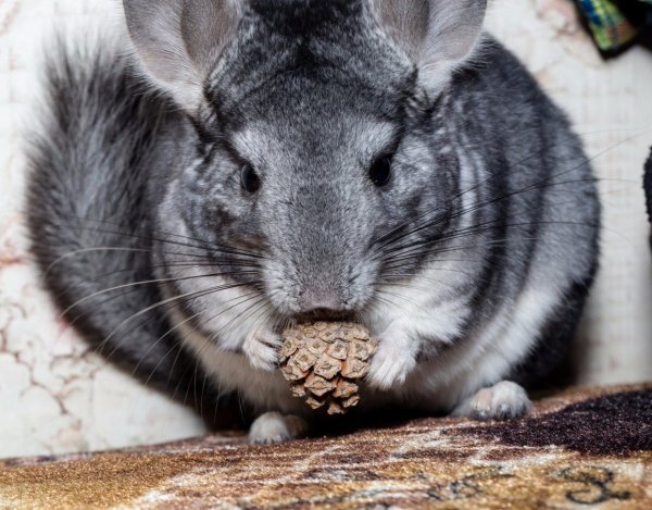Шиншилловая крыса