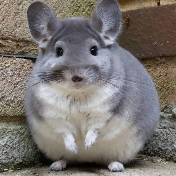 Короткохвостая шиншилла