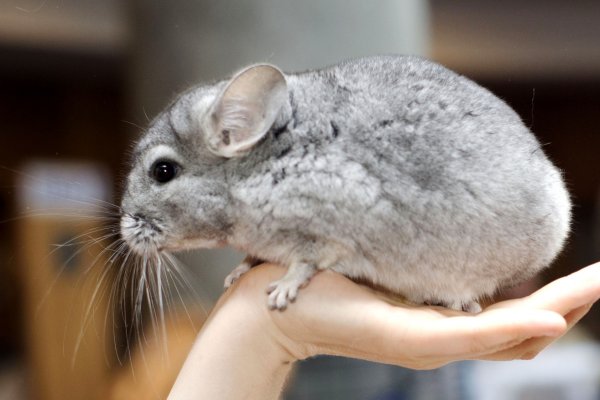 Австралийская шиншилла