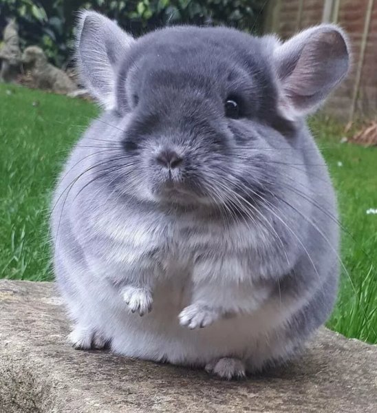 Шиншилла шиншилла