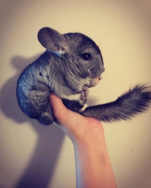 Шиншилла голубой бриллиант