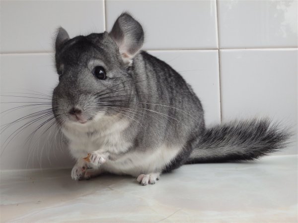 Береговая шиншилла