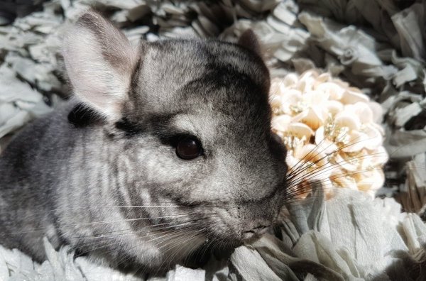 Шиншилла серая