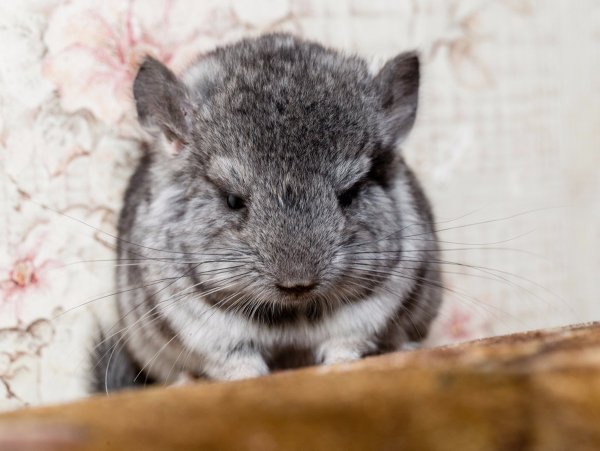 Шиншилла Тамара