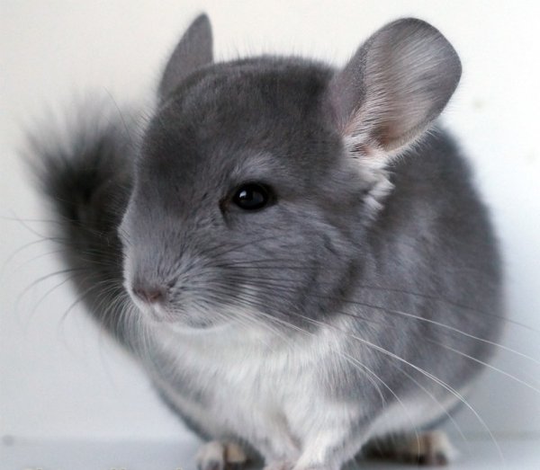 Большая короткохвостая шиншилла