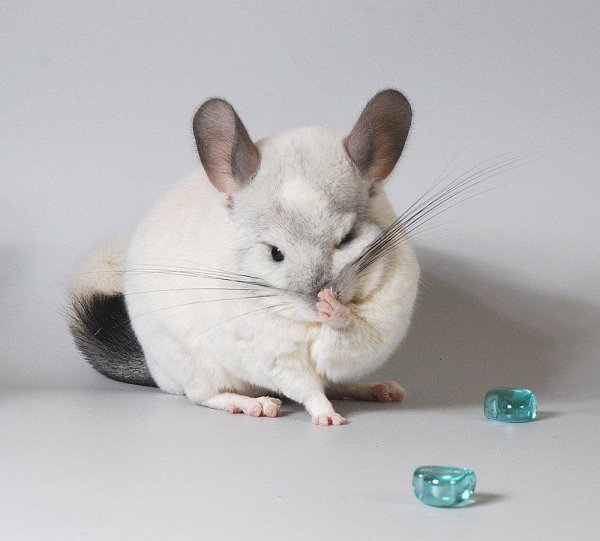 Малая длиннохвостая шиншилла