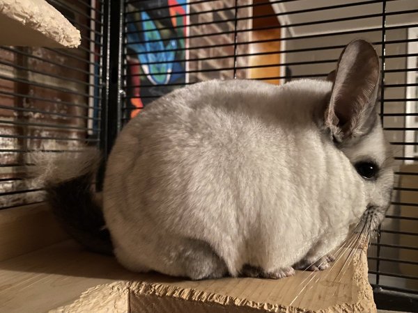 Шиншилла серая