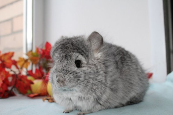 Шиншилла сзади