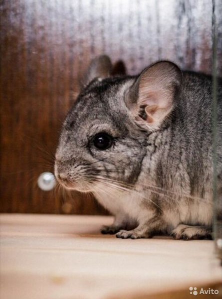 Шиншилла пушистая