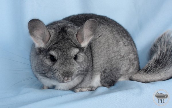 Короткохвостая шиншилла