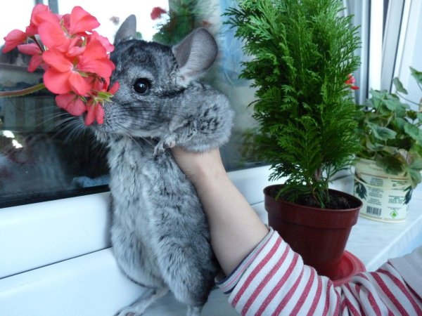 Шиншилла Бебра