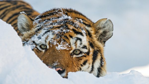 Уссурийский тигр зимой
