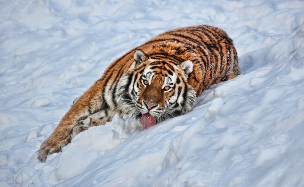 Амурский Тигренок зимой